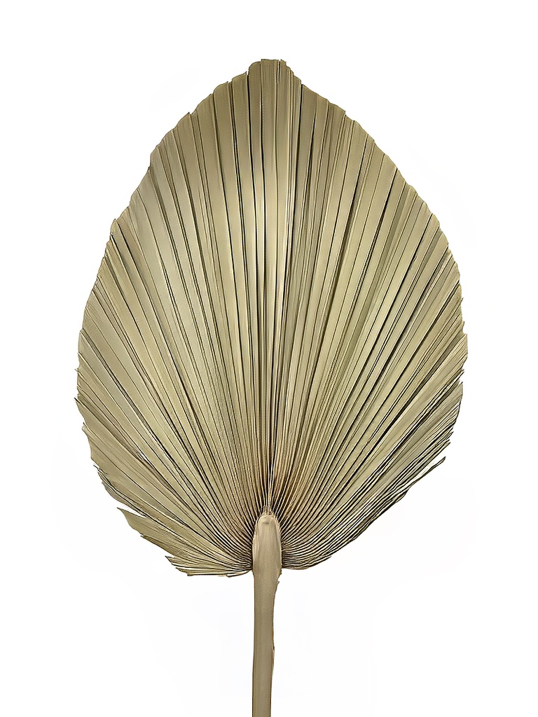 50~60cm Oval Shape Palm Leave, dia 30~40cm (20 pc/ctn)