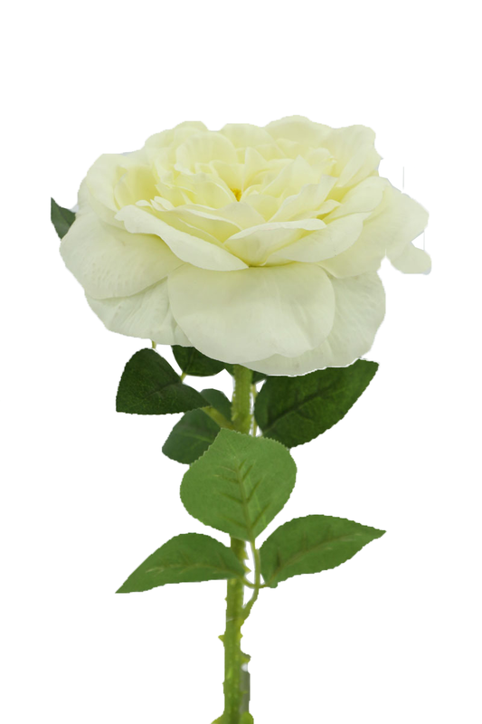 Big Rose with 48cm Stem, White (240 pc/ctn)
