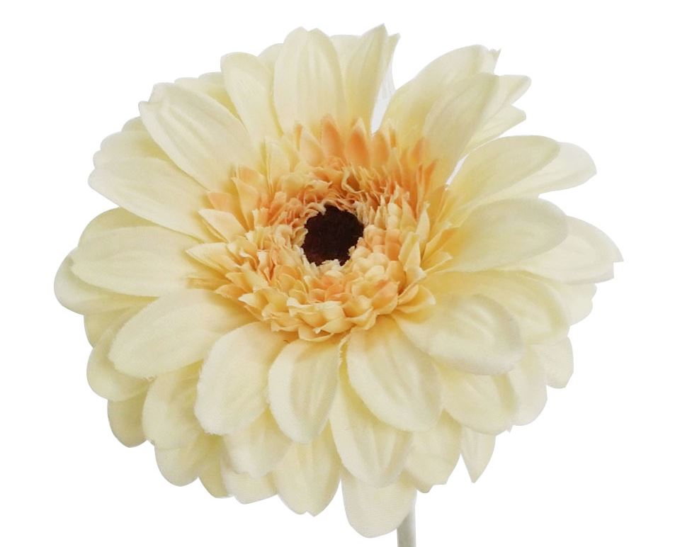 Big Yellow Gerbera with 22" Stem (720 pcs/ctn)