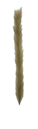 [FL8100-BR] Pampas Flower, Large, 60cm/112cm  (72 pc/ctn)