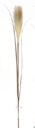 Pampas Flower w. 3 leaves, 20cm/76cm (96 pc/ctn)