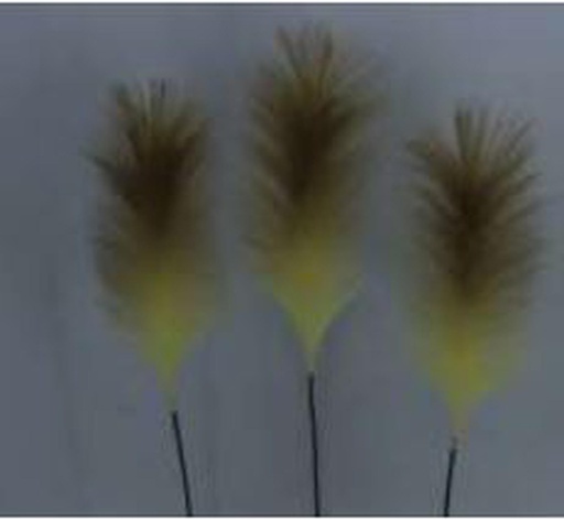 [FL8107-BC] Pampas Flower, 25cm/60cm (96 pc/ctn)