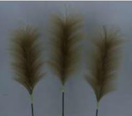 [FL8107-BR] Pampas Flower, 25cm/60cm (96 pc/ctn)