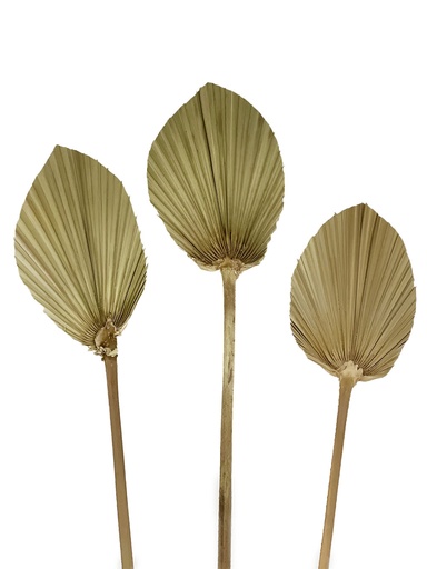 [FL8601] 3pc 45~60cm Oval Shape Palm Leave, dia 10~13cm (50 set/ctn)