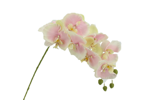 [FL6101] 99cm 8 Flower Orchid (240 pc/ctn)