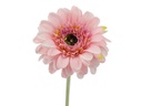 Big Gerbera with 56cm stem, Pink (720 pc/ctn)