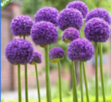 [FL9204] 3pc Gladiator Onion Flower, dia 7~8cm (20 pc/ctn)