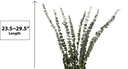 8 pc Eucalyptus Preserved, 60~75cm in dispay box (12 pc/ctn)