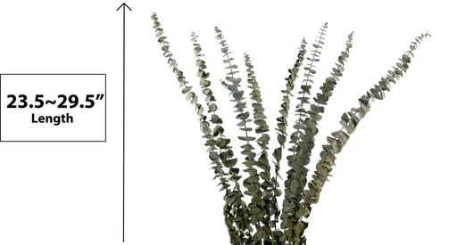 [FL9205] 8 pc Eucalyptus Preserved, 60~75cm in dispay box (12 pc/ctn)